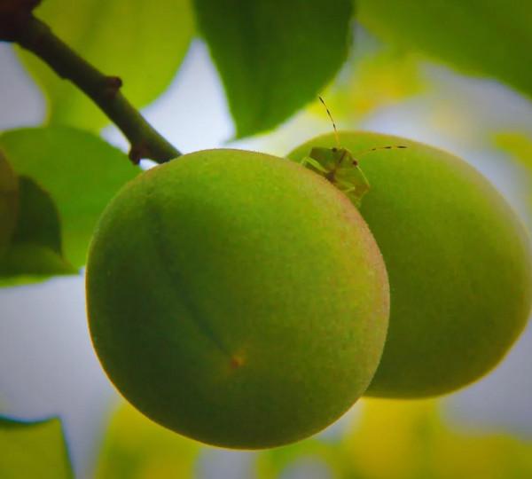 蟲蟲世界，分享一組蟲子照片