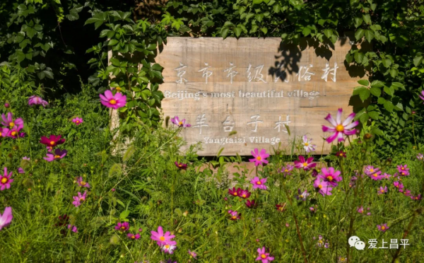 北京有個風景秀美的村莊,溪流疊水,野花遍地,現在去正好 北京有個風景秀美的村莊,溪流疊水,野花遍地,現在去正好
