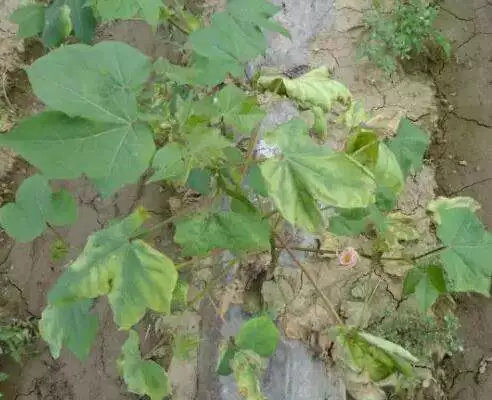 枯萎病、根腐病、黃萎病、青枯病&hellip;病害等該怎麼防治