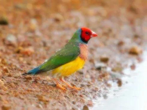 漂亮的愛情鳥---文鳥