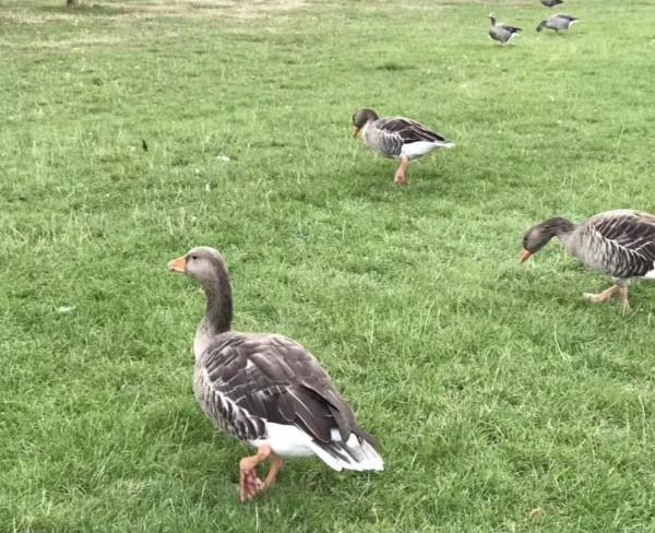 英倫遊歷散記D1-2 英倫遊歷散記D1-2