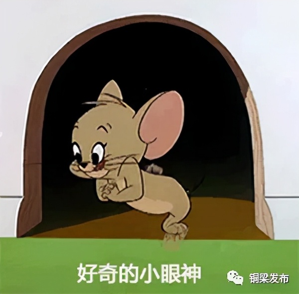 稀奇！銅梁“出土”形似人參的“特大葛王”