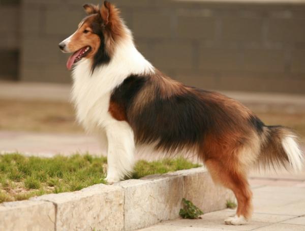 喜樂蒂犬從幾歲開始步入晚年?老了該如何照顧? 喜樂蒂犬從幾歲開始步入晚年?老了該如何照顧?