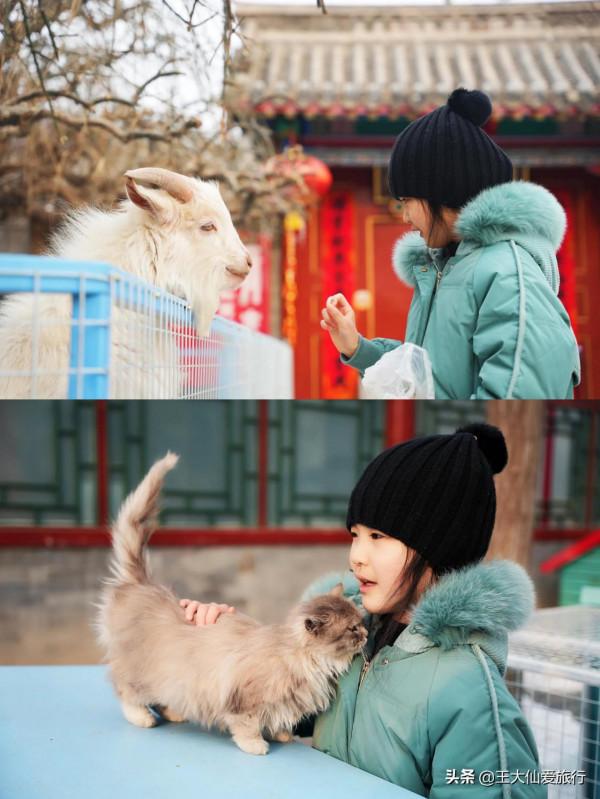 北京遛娃好去處感受在王府花園酒店擼貓的快樂