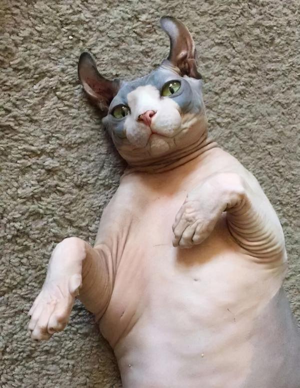 別的貓胖起來算可愛,無毛貓胖起來的畫風...噗哈哈哈哈 別的貓胖起來算可愛,無毛貓胖起來的畫風...噗哈哈哈哈