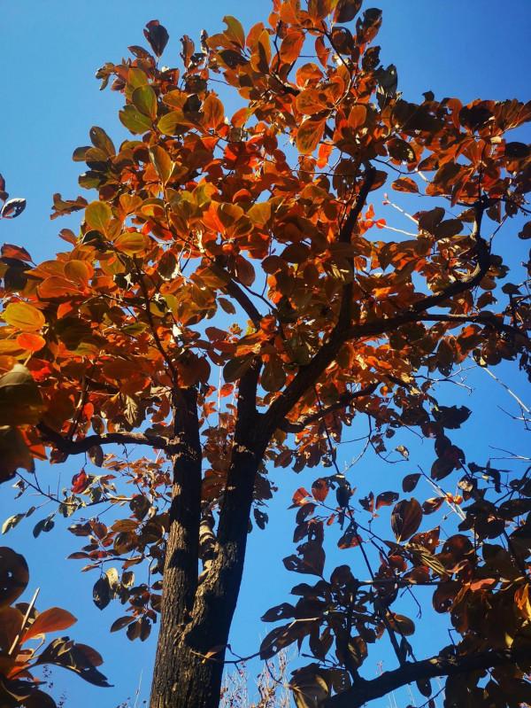 再到神星鎮柿子溝 再到神星鎮柿子溝