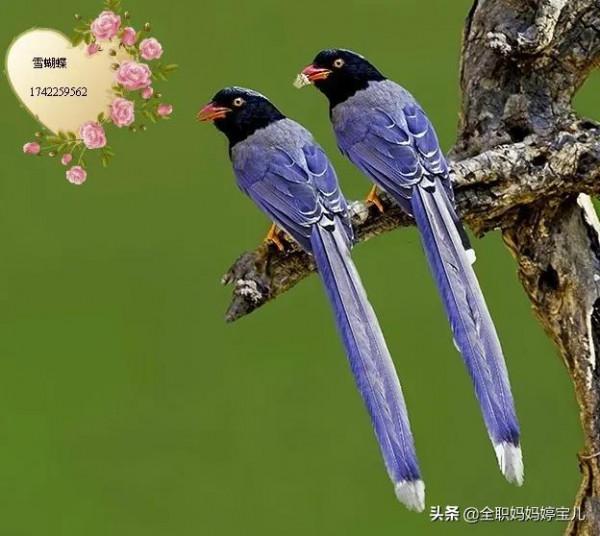 分享——比翼鳥