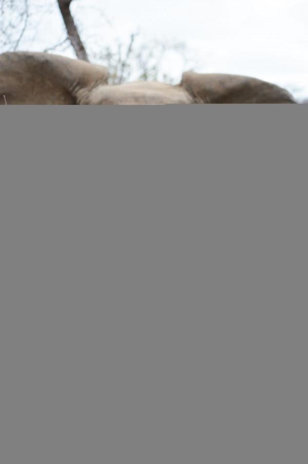 我為何深入野生大地,冒險跟拍猛獸?看近距離視野中它們有多迷人 我為何深入野生大地,冒險跟拍猛獸?看近距離視野中它們有多迷人