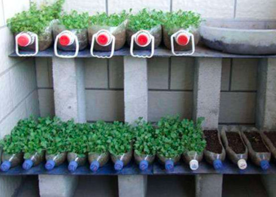 馬雲承諾每年種1億棵樹，五年過去了，這些樹都怎麼樣了？