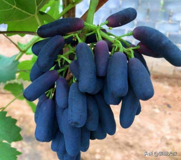 家裡有陽臺的，可以種幾棵果樹，產量豐富，果肉鮮甜，好養易活