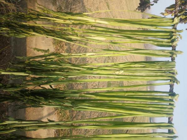 苔幹為何被稱為貢菜？它是什麼製作而成的？為何不大力推廣種植