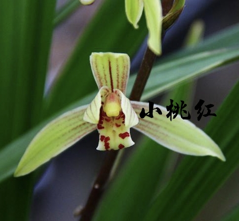 為什麼很多人養花養不活