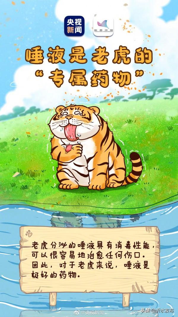 老虎剃掉毛髮依然擁有條紋衫