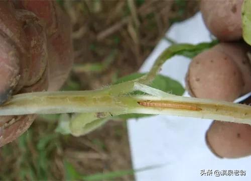 小麥地下害蟲防治策略