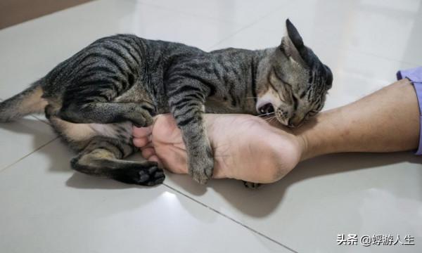 正在努力瞭解您的貓的行為嗎？這是你需要知道的