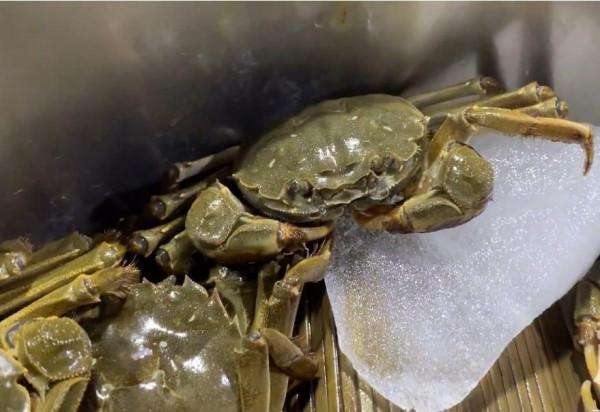 “六月黃”即將下市,別急!大閘蟹就要來了…… “六月黃”即將下市,別急!大閘蟹就要來了……