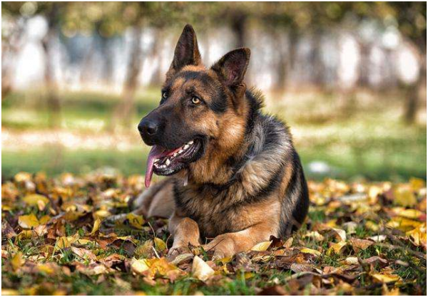 昆明犬和德牧區別在哪,你會選養哪隻? 昆明犬和德牧區別在哪,你會選養哪隻?