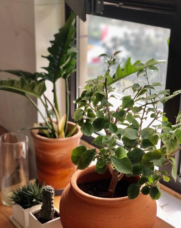 冬季養花的“3大技巧”，越冬更順利，枝葉鮮活花更旺