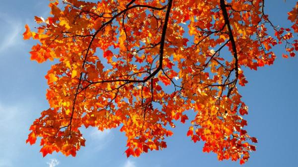 秋季常吃4種補血的食物,或具有良好的美容養顏、益氣補血的功效 秋季常吃4種補血的食物,或具有良好的美容養顏、益氣補血的功效