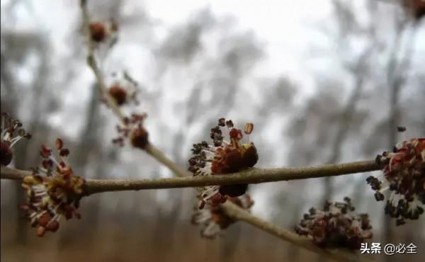 18種常見的先花後葉植物集錦 18種常見的先花後葉植物集錦