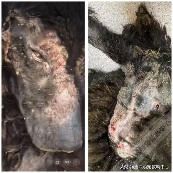 拆遷後被棄養的狗狗,在廢墟中固執等待主人,瘦成一具“乾屍” 拆遷後被棄養的狗狗,在廢墟中固執等待主人,瘦成一具“乾屍”