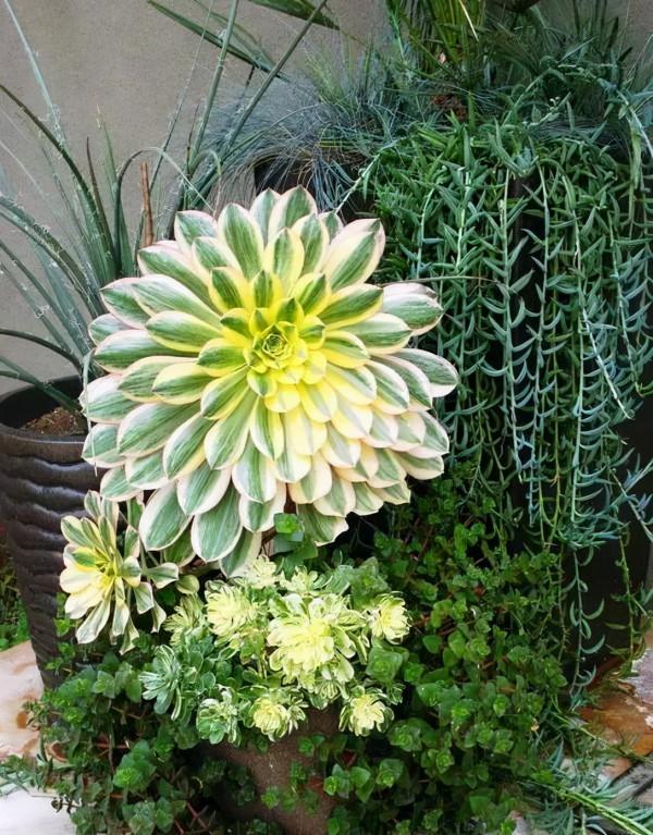 不管你是萌新還是大神，這“三多肉”都值得入手，半年就養成老樁