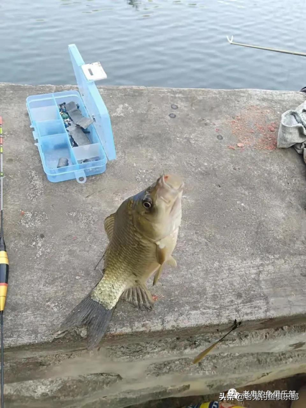 野釣智鬥小雜魚 野釣智鬥小雜魚