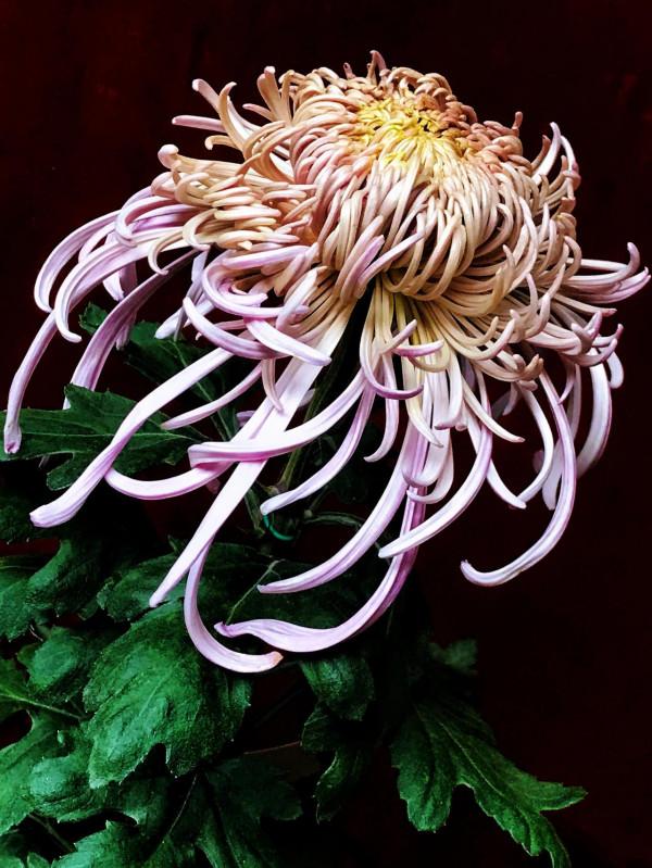 梅、蘭、竹、菊四君子的排名