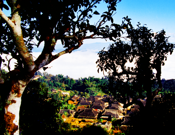 COP15生態系統篇|普洱景邁山:人、茶與自然,一葉千年 COP15生態系統篇|普洱景邁山:人、茶與自然,一葉千年