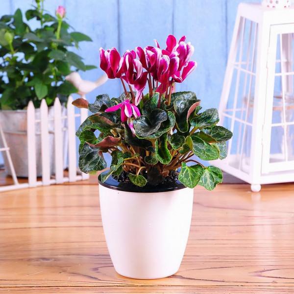 9種漂亮花,越冷越要曬太陽,控水薄肥,才能開得“奼紫嫣紅” 9種漂亮花,越冷越要曬太陽,控水薄肥,才能開得“奼紫嫣紅”