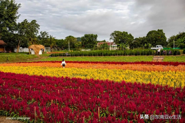 涼季來了！今年清邁有哪些唯美浪漫的花田？
