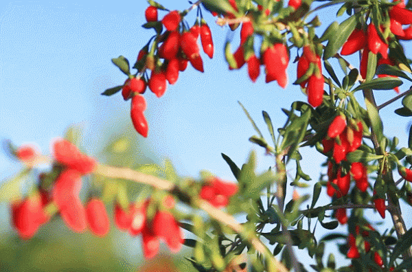 撐死在寧夏,嗝 撐死在寧夏,嗝