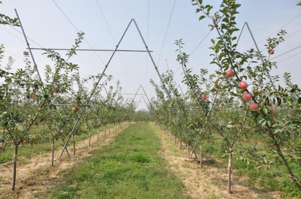 最流行最適宜機械化作業的蘋果樹形(七)Y形 最流行最適宜機械化作業的蘋果樹形(七)Y形