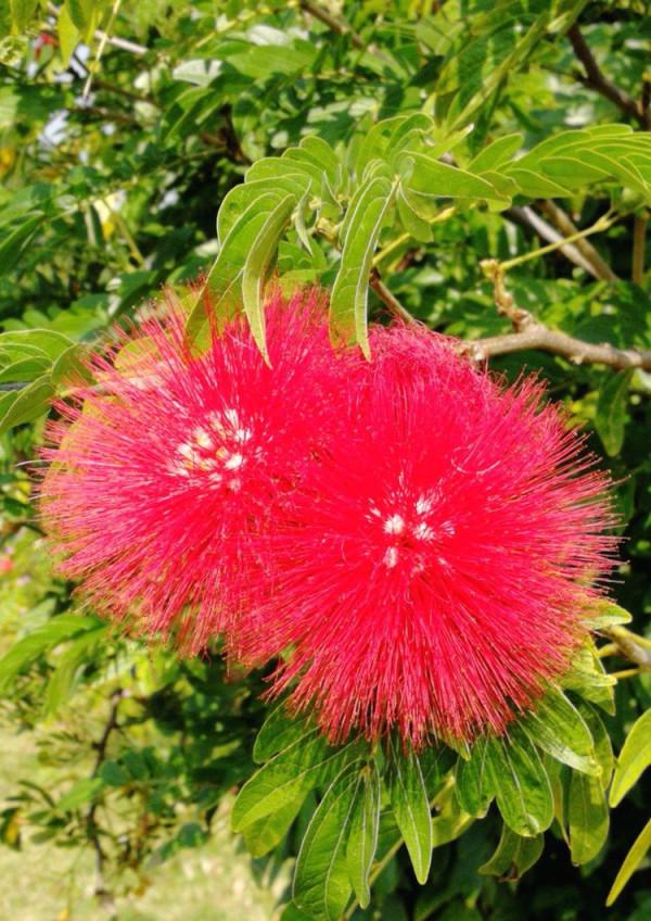 北海散記之花卉篇（下）