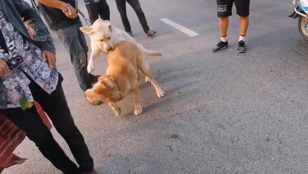 500塊咬人金毛賣狗販,不明真相的狗狗因信任主人,狗市裡撒歡 500塊咬人金毛賣狗販,不明真相的狗狗因信任主人,狗市裡撒歡