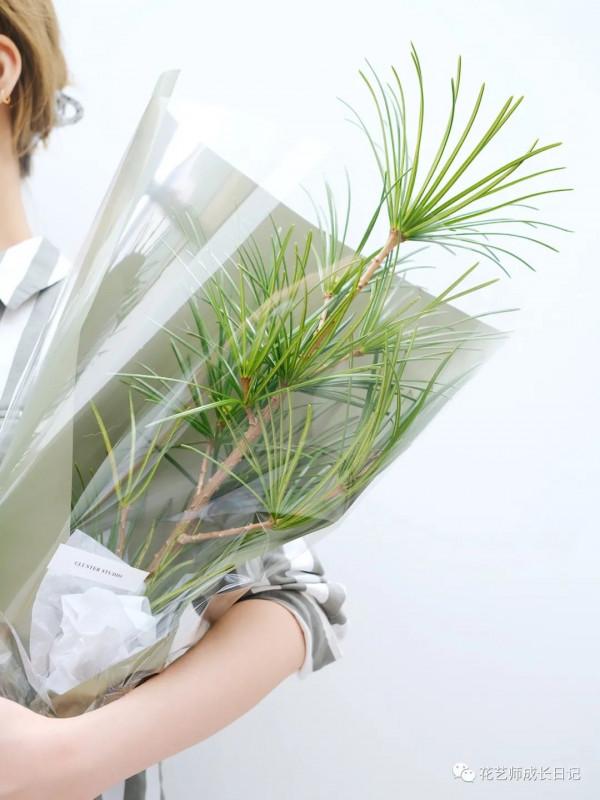 每日一花 | 日本金松,生活就要“放青松”~vol.14 每日一花 | 日本金松,生活就要“放青松”~vol.14