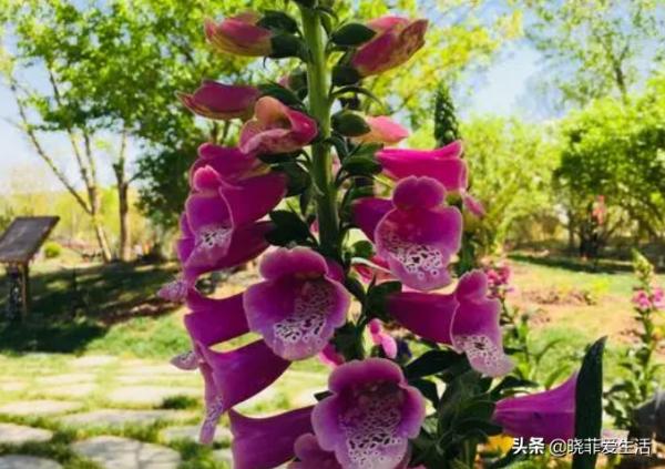 認識10種漂亮的“有毒花”，漲見識，避免傷害