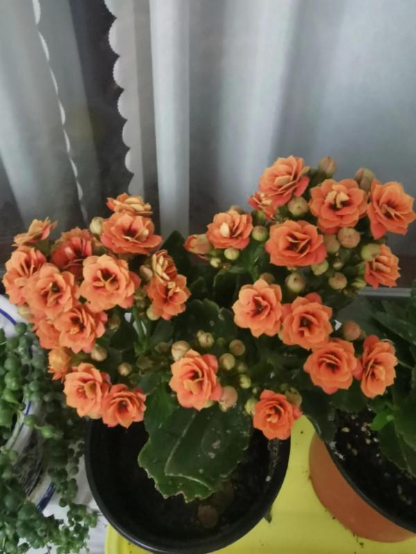 長壽花斯賓塞（奇幻橙）、 k41、摩爾