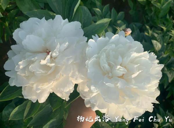 注意，芍藥一年種一次，晚了全年不開花