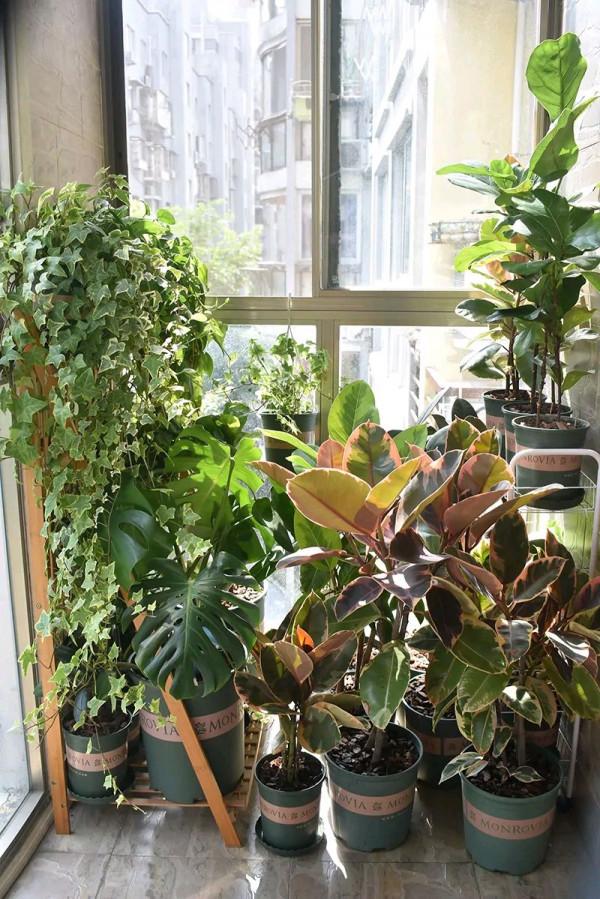 容易因多澆水而死的“18種花”，養不活都是由於手太勤