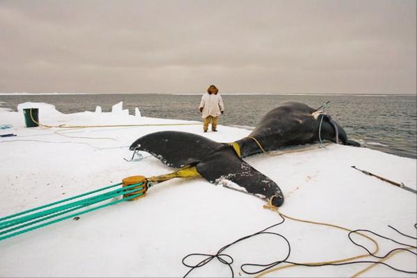 愛斯基摩人為啥幾乎一輩子吃生肉？“基因變異”還是另有原因？