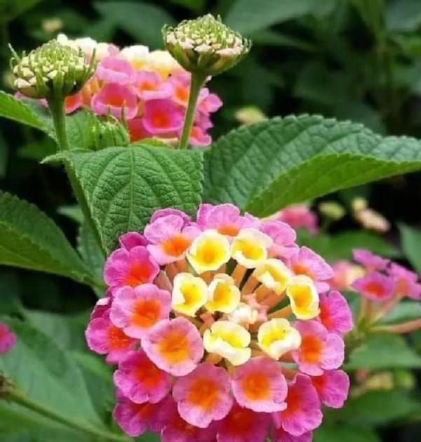 馬纓丹的花樣年華