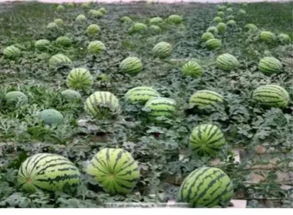 民間故事:埋骨頭 民間故事:埋骨頭