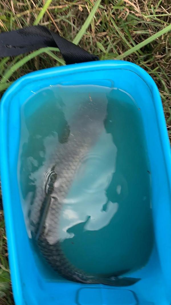 釣魚遇到個大傻魚,吃了會不會變的跟這個魚一樣的傻? 釣魚遇到個大傻魚,吃了會不會變的跟這個魚一樣的傻?