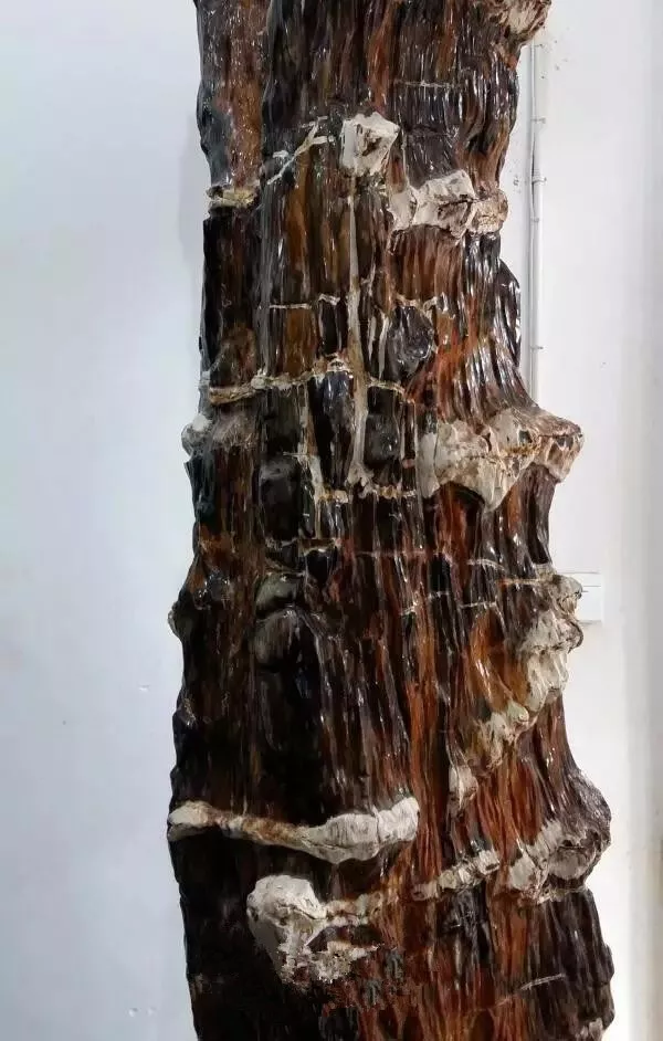 木化石，億萬年前的遺世孤品