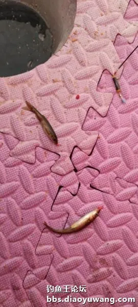 迴歸河山，收穫翻番