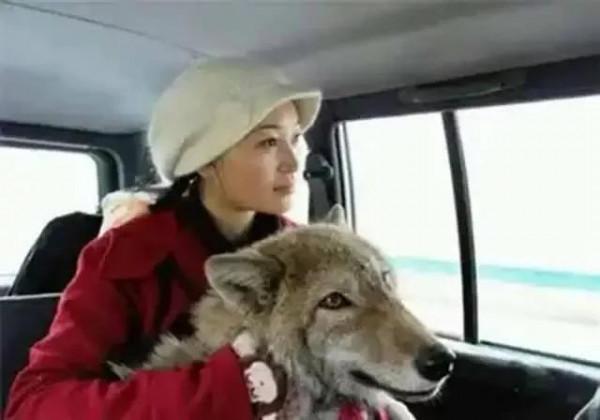 甘肅女知青養狼，日久生情，回城時，狼群含淚送別