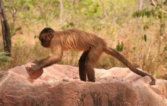 巴拿馬猴群進入“石器時代”，雌雄分工明確，恐會進化為新人類？