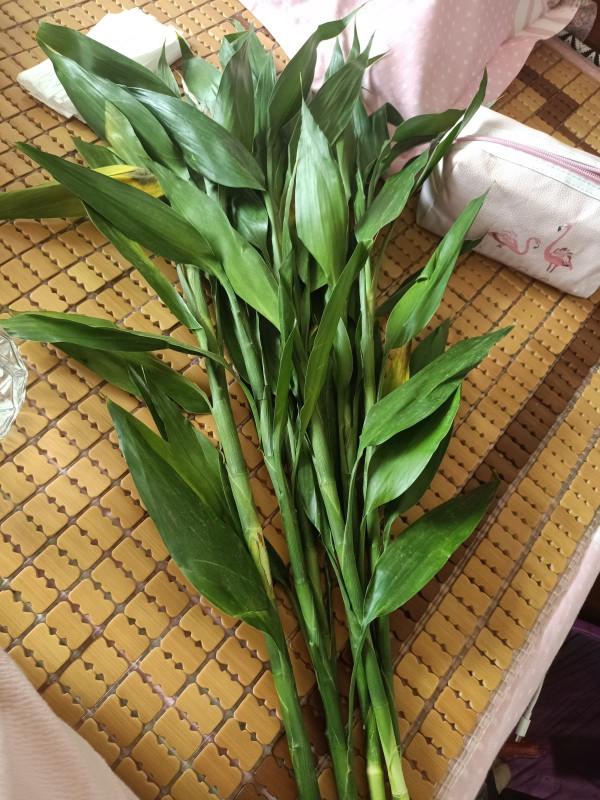 4種竹子特吉祥，有富貴招財好寓意，日子越來越紅火