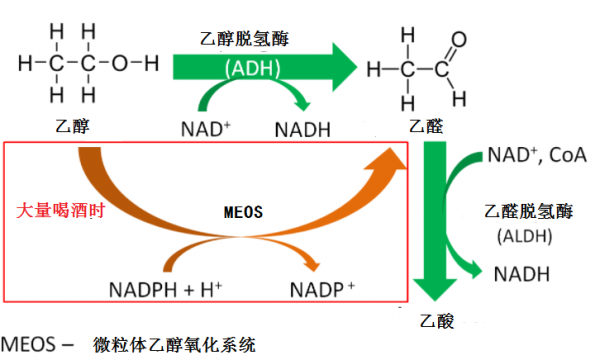 醉酒後，來2支&OpenCurlyDoubleQuote;高糖&rdquo;有用嗎？